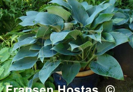 Hosta Reginald Kaye